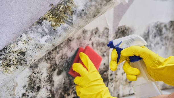 Why You Should Choose Our Mold Remediation Services in Oliver Springs, TN